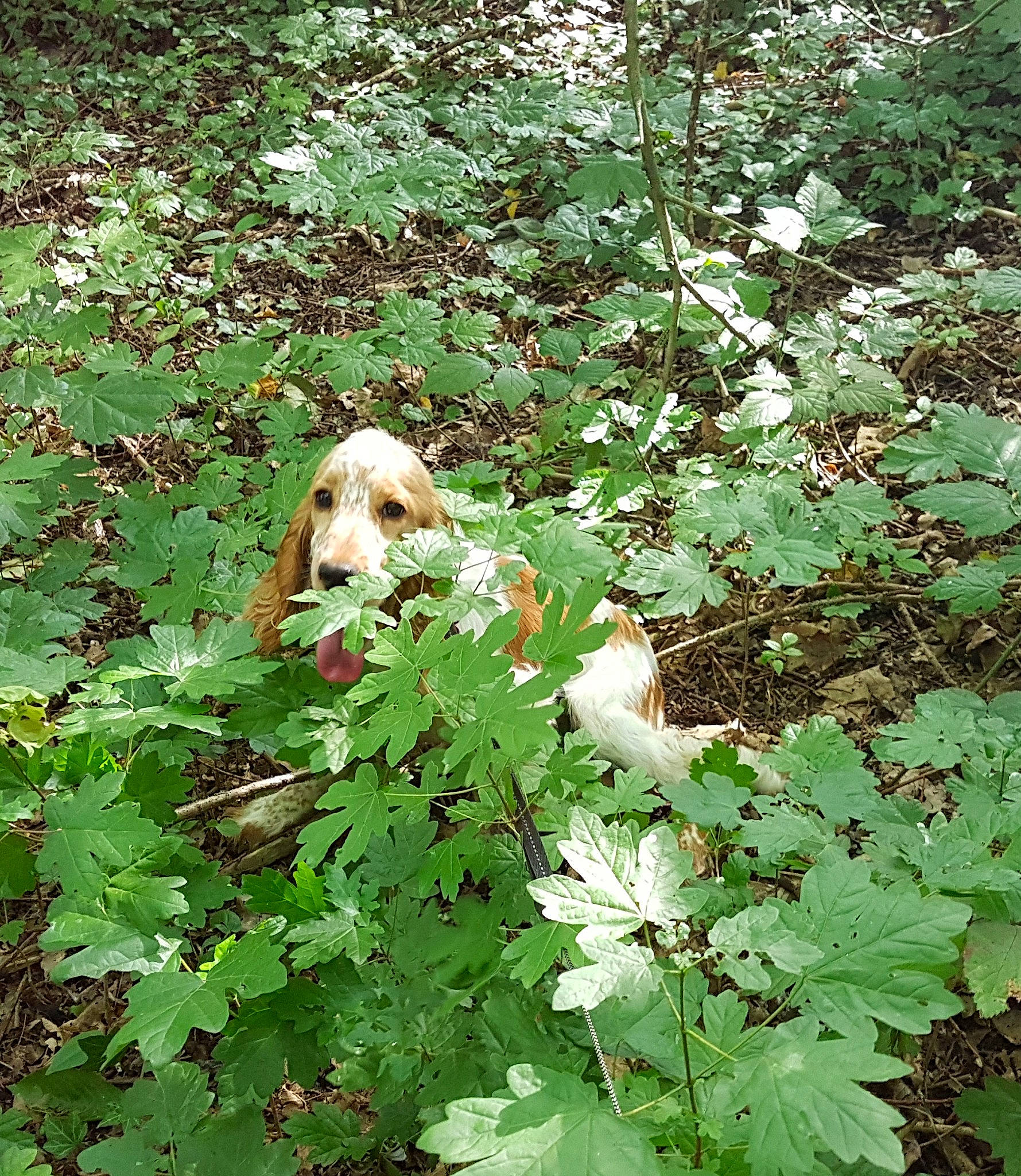 Olympe a rejoint le concours — aidez-le/la à gagner de superbes lots ! canidae, carnivore, cocker_spaniel, dog, dog_breed, english_cocker_spaniel, fawn, flower, groundcover, heracleum_plant, leaf, plant, sporting_group, welsh_springer_spaniel