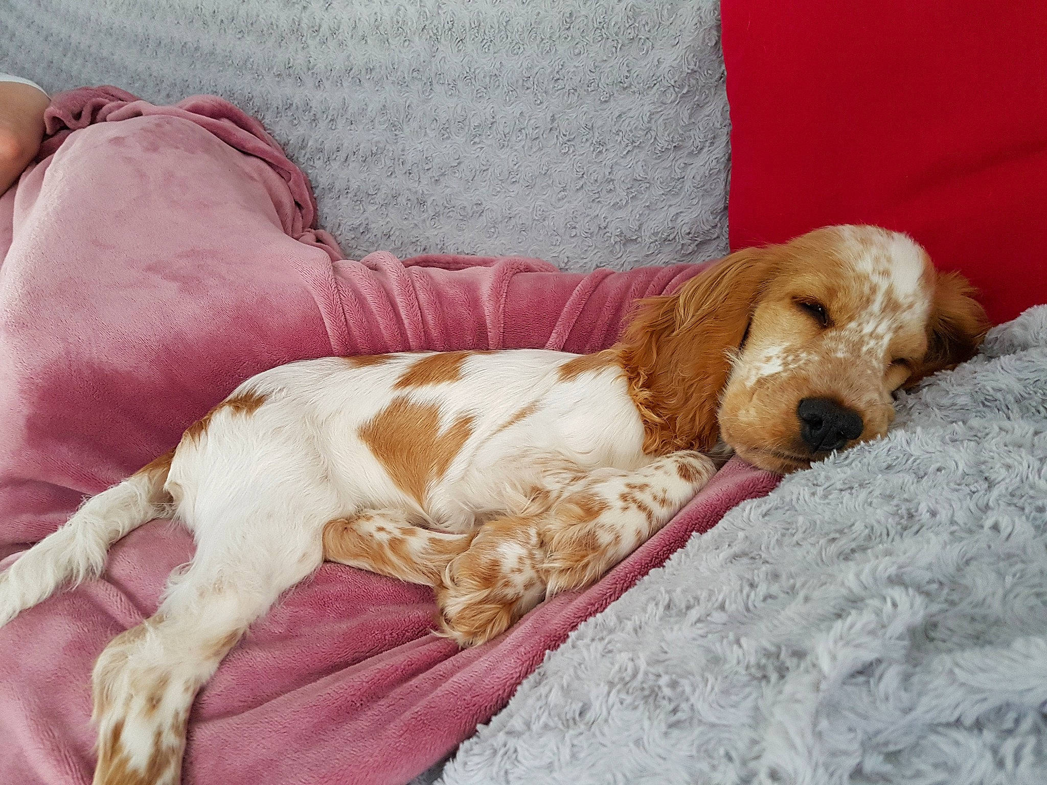 Olympe a rejoint le concours — aidez-le/la à gagner de superbes lots ! american_cocker_spaniel, canidae, carnivore, cocker_spaniel, companion_dog, dog, dog_breed, english_cocker_spaniel, mammal, nap, puppy_love, rare_breed_dog, russian_spaniel, spaniel, spinone_italiano, sporting_group, vertebrate