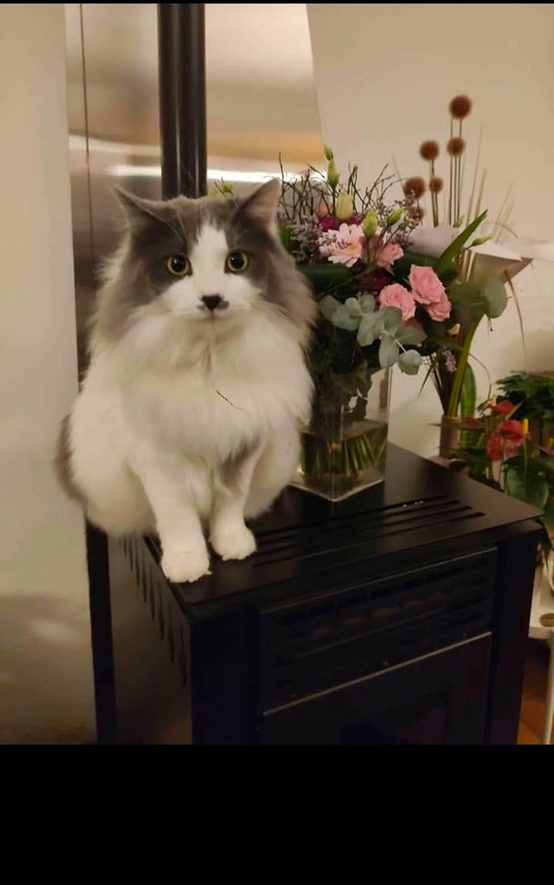 Ohana participe au concours pour gagner de l'argent avec cette photo : artifact, artificial_flower, bouquet, british_semi_longhair, cabinetry, carnivore, cat, cut_flowers, domestic_long_haired_cat, felidae, floral_design, flower_arranging, fur, houseplant, ragamuffin, sideboard, small_to_medium_sized_cats, vase, vertebrate, whiskers