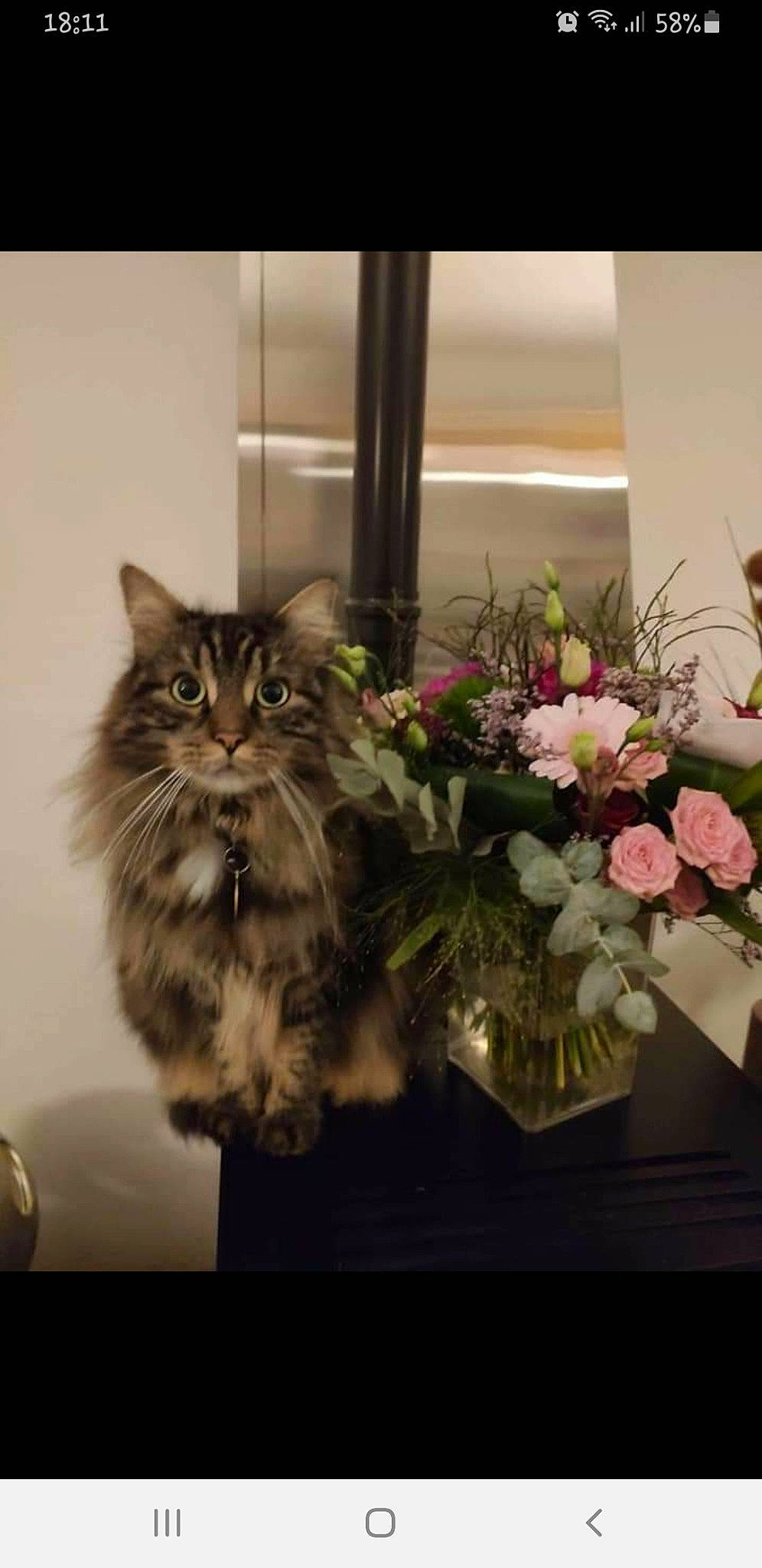 Bistouri a rejoint le concours — aidez-le/la à gagner de superbes lots ! artificial_flower, bouquet, carnivore, cat, centrepiece, cut_flowers, domestic_long_haired_cat, felidae, floristry, flower, flower_arranging, fur, garden_roses, interior_design, petal, rose, rose_family, small_to_medium_sized_cats, vertebrate, whiskers