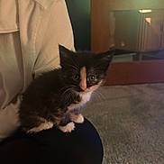 Beau joined the competition — help win amazing prizes! kitten, cat, pet, indoor, lap, furry, black_and_white, animal, cute, small, whiskers, person, clothing, carpet, furniture, eyes, sitting, cozy, curious, young