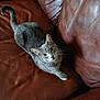 cat, gray_cat, pet, animal, indoor, couch, leather_couch, furniture, fur, whiskers, curious, looking_up, relaxed, domestic_cat, mammal, tail, ears, eyes, paw, resting
