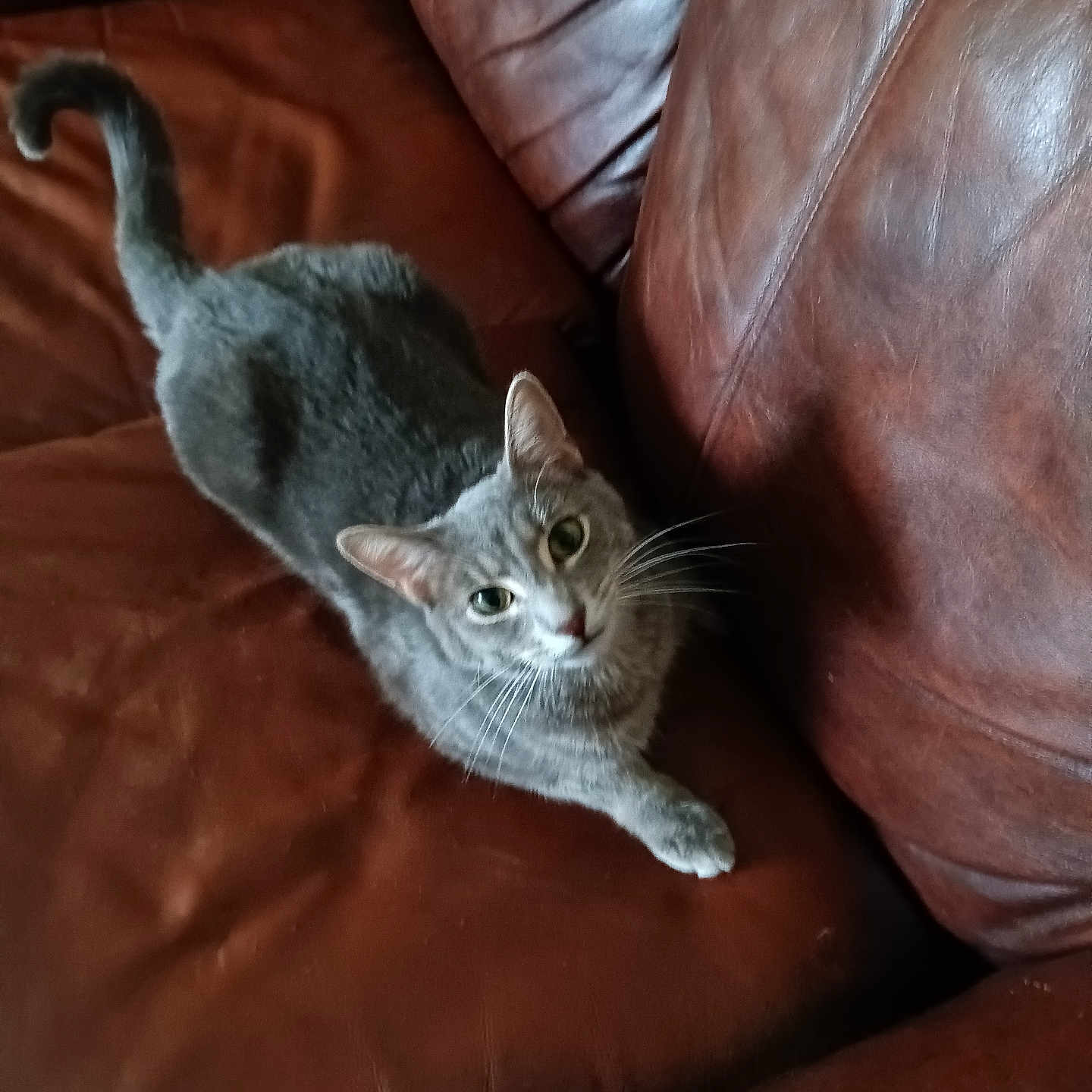 Funyin joined the competition — help win amazing prizes! animal, cat, couch, curious, domestic_cat, ears, eyes, fur, furniture, gray_cat, indoor, leather_couch, looking_up, mammal, paw, pet, relaxed, resting, tail, whiskers