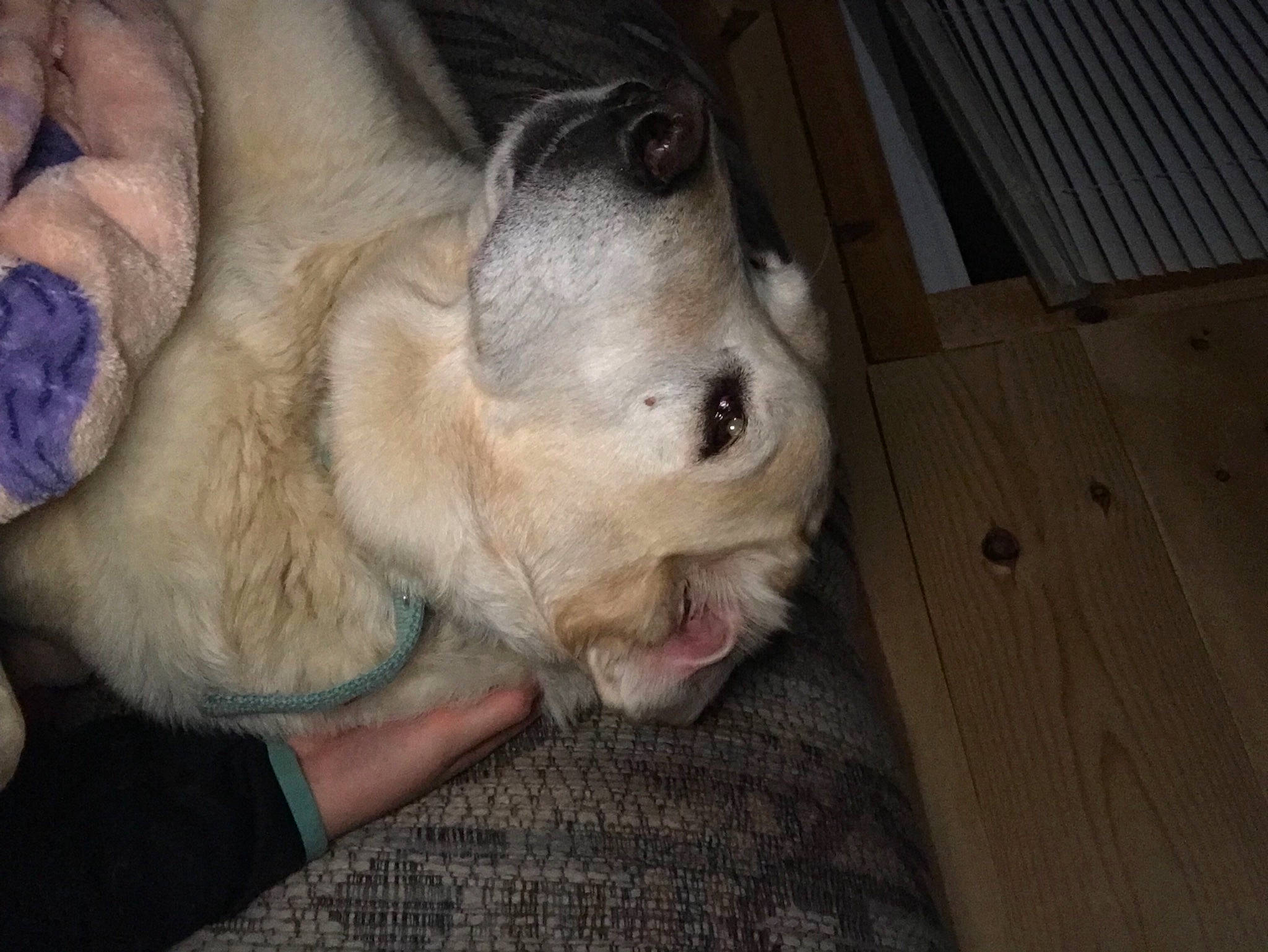 Bella joined the competition — help win amazing prizes! canidae, carnivore, comfort, companion_dog, dog, dog_breed, ear, fawn, fur, hardwood, paw, pug, snout, sporting_group, terrestrial_animal, toy_dog, whiskers, wood, working_animal, wrinkle