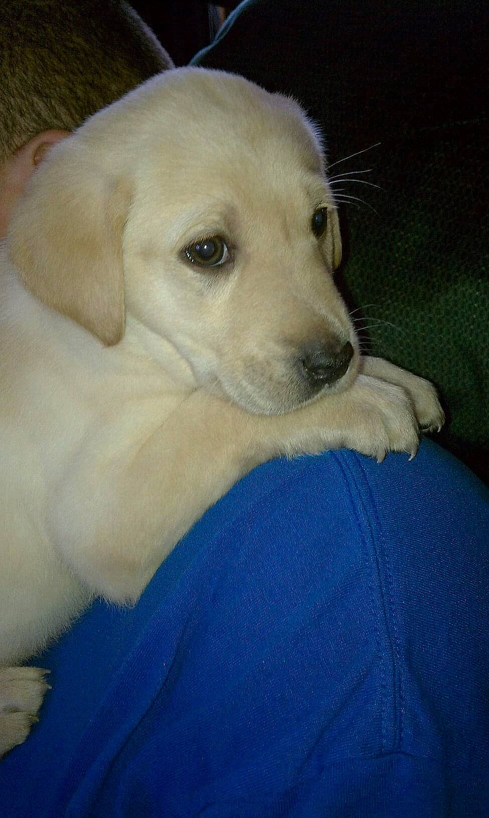 Bella joined the competition — help win amazing prizes! canidae, carnivore, companion_dog, dog, dog_breed, ear, eye, fawn, fur, labrador_retriever, livestock_guardian_dog, non_sporting_group, retriever, snout, sporting_group, terrestrial_animal, whiskers, working_animal