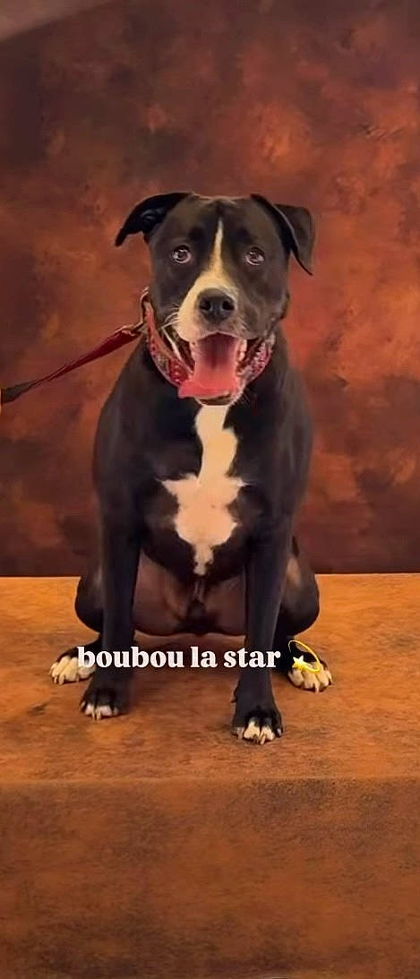 Shelby participe au concours pour gagner de l'argent avec cette photo : alert, black_and_white, brown_background, canine, celebrity_theme, centered, collar, dog, front_view, furry, indoor, leash, paws, pet, portrait, posing, sitting, studio, text_overlay, tongue_out