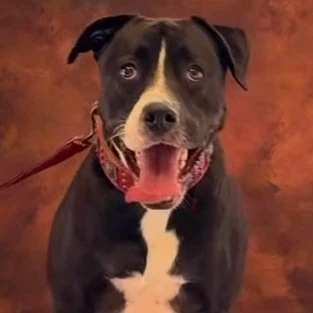 Shelby participe au concours pour gagner de l'argent avec cette photo : dog, black_and_white, pit_bull, sitting, portrait, happy, smiling, open_mouth, tongue, leash, collar, short_hair, animal, pet, front_facing, indoor, wooden_floor, warm_lighting, centered_composition, closeup