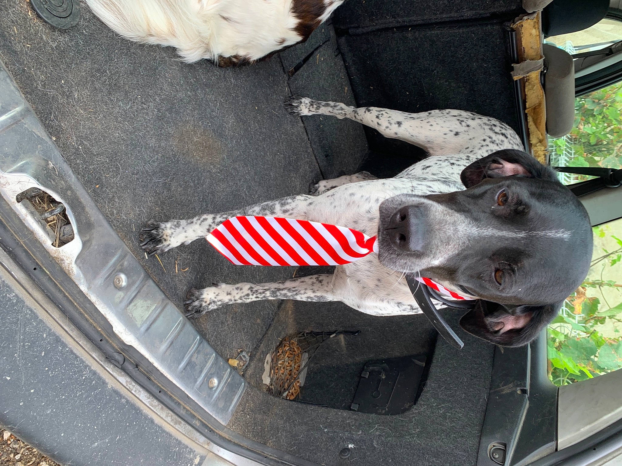 Lilas participe au concours pour gagner de l'argent avec cette photo : automotive_exterior, automotive_lighting, automotive_tire, bumper, car, carnivore, collar, dog, dog_breed, fawn, fender, grey, hood, motor_vehicle, tire, tread, trunk, vehicle, vehicle_door, wheel