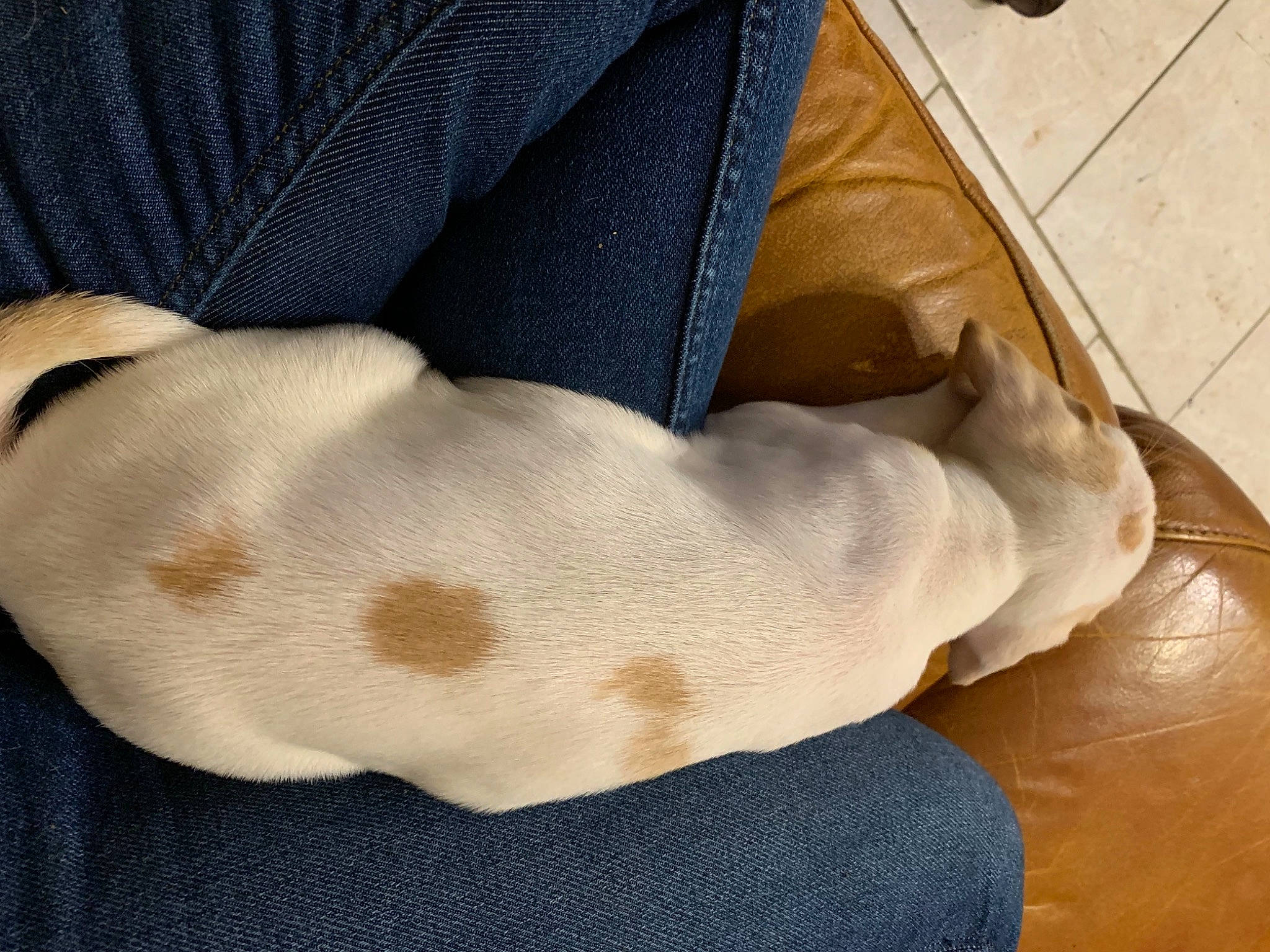 Laïdy participe au concours pour gagner de l'argent avec cette photo : auto_part, beige, carnivore, comfort, fashion_accessory, fawn, fiber, flooring, foot, fur, grey, hardwood, human_leg, linens, pattern, sleeve, tail, textile, wood, wool