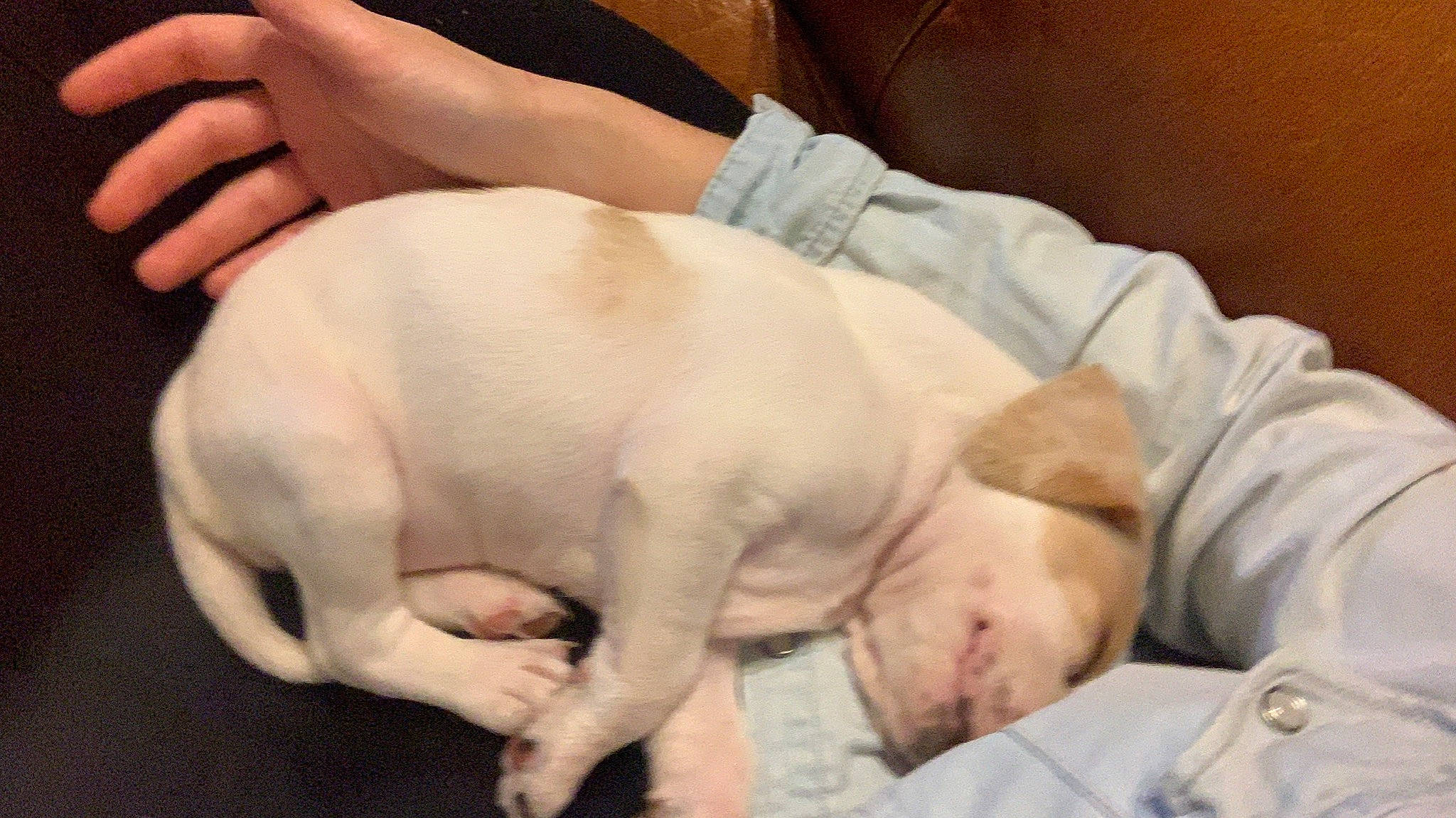 Laïdy participe au concours pour gagner de l'argent avec cette photo : abdomen, canidae, carnivore, comfort, companion_dog, dog, dog_breed, fawn, finger, flesh, foot, gesture, hand, human_leg, knee, nail, snout, toy_dog, working_animal, wrist