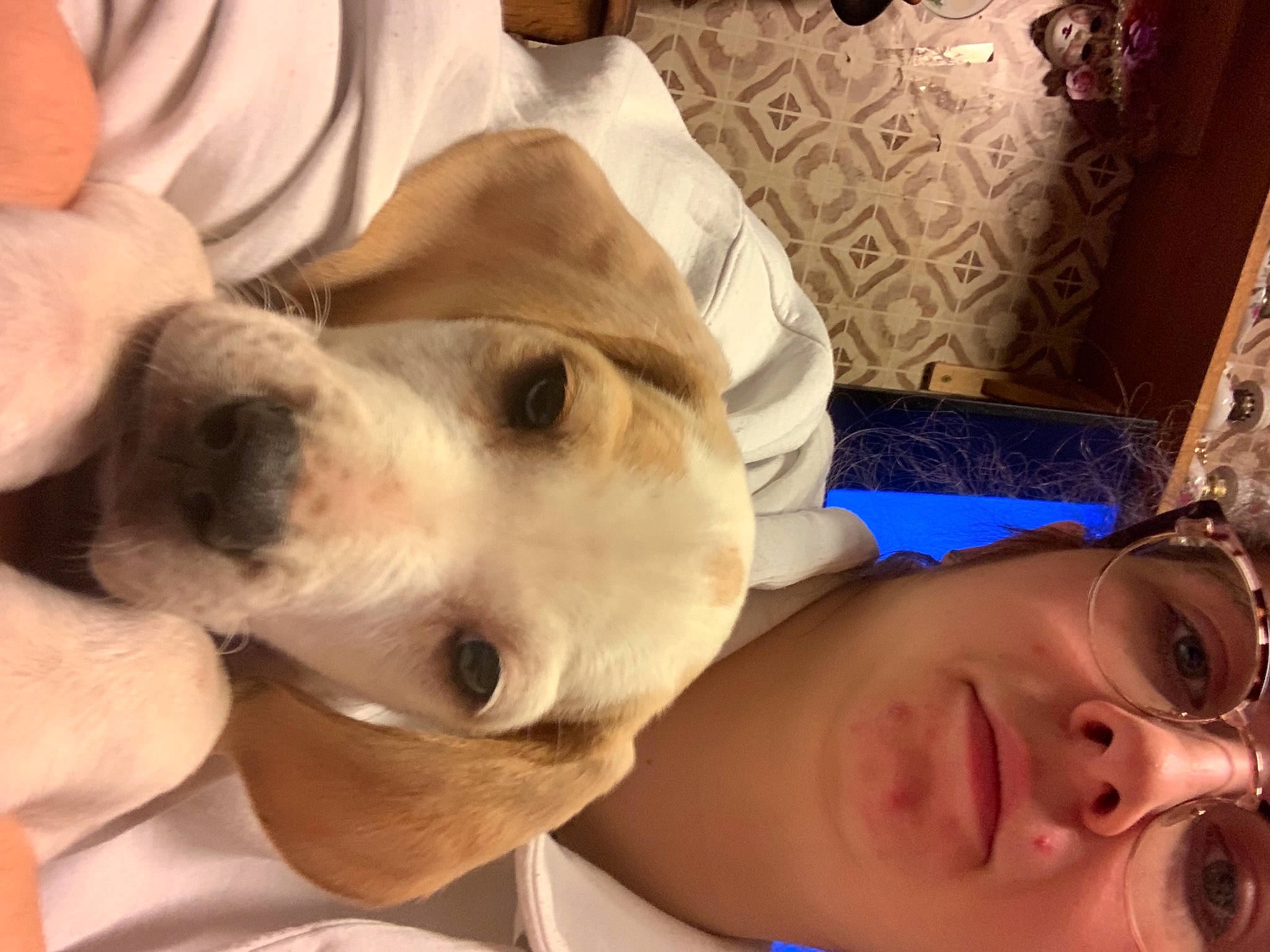 Laïdy participe au concours pour gagner de l'argent avec cette photo : box, canidae, carnivore, companion_dog, dog, dog_breed, ear, eyelash, eyewear, fawn, gesture, happy, jaw, nose, puppy_love, selfie, smile, sporting_group, working_animal