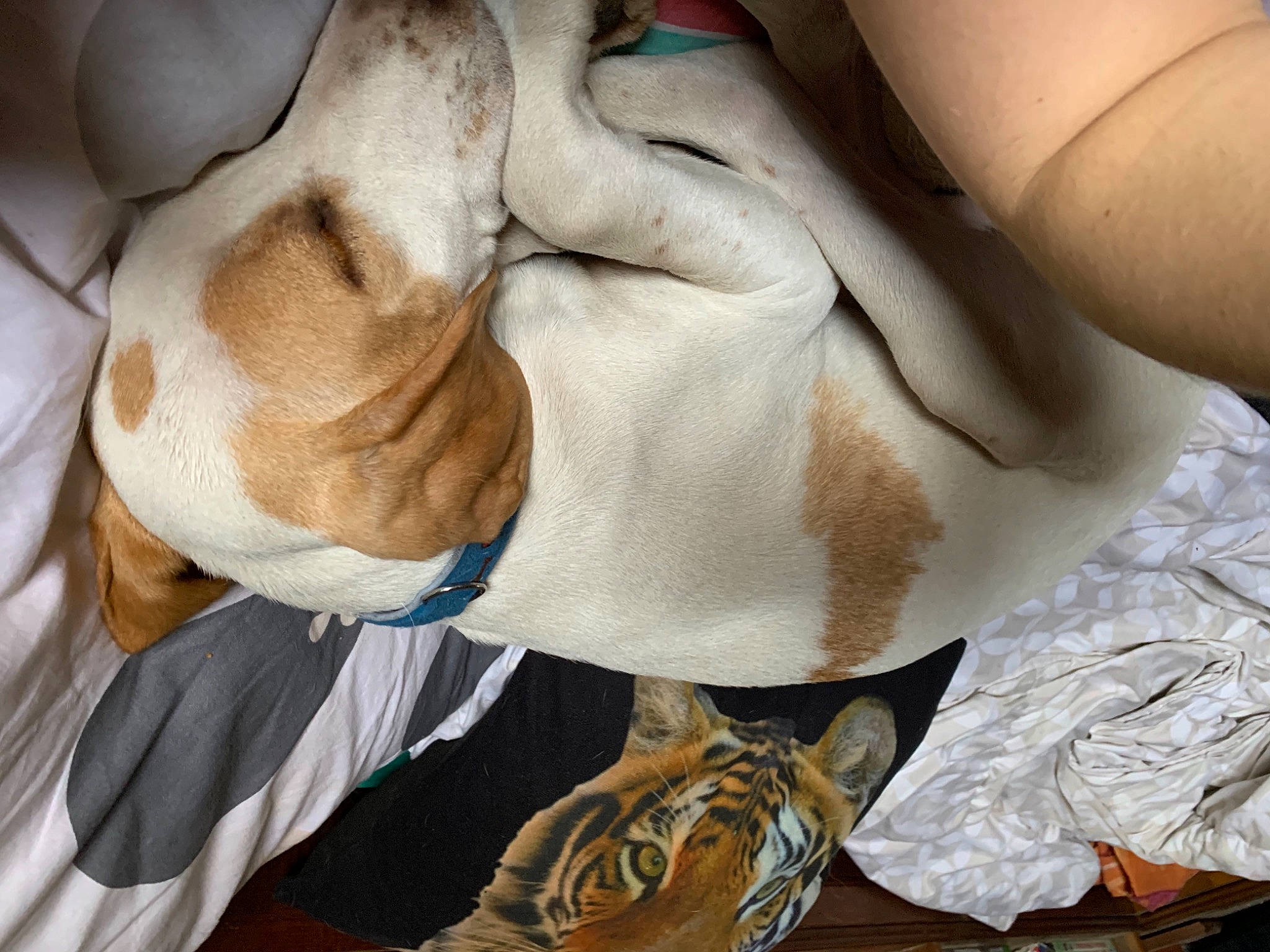 Laïdy participe au concours pour gagner de l'argent avec cette photo : bag, canidae, carnivore, comfort, companion_dog, dog, dog_breed, fashion_accessory, fawn, fur, hound, human_leg, linens, nap, paw, snout, sporting_group, working_animal, wrinkle, wrist