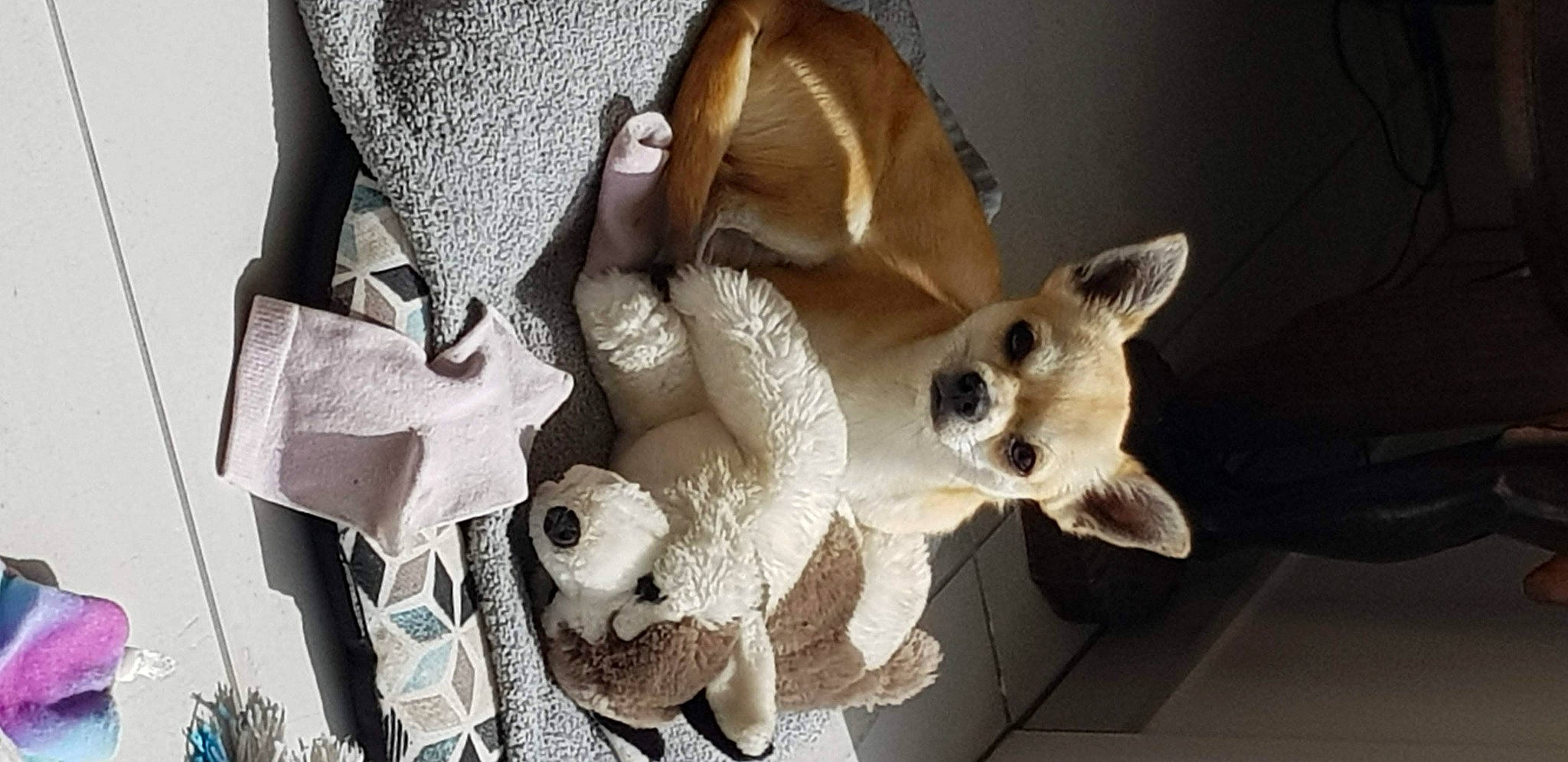 Tchoupy participe au concours pour gagner de l'argent avec cette photo : bone, comfort, companion_dog, fashion_accessory, fawn, fur, linens, paper, pattern, plush, room, still_life_photography, stuffed_toy, terrestrial_animal, toy, toy_dog, twig, whiskers, wood, working_animal