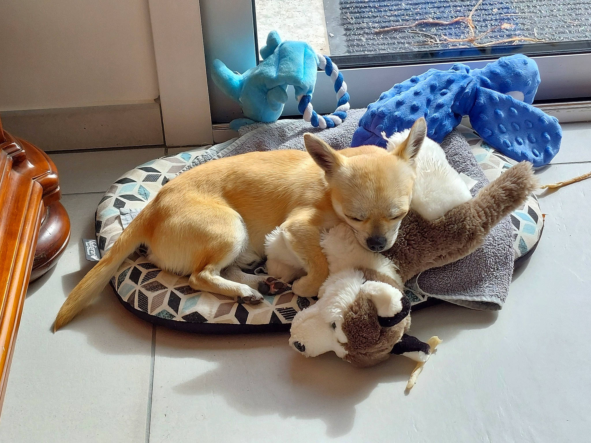 Tchoupy participe au concours pour gagner de l'argent avec cette photo : art, carnivore, comfort, companion_dog, cutlery, fawn, felidae, fur, kitchen_utensil, linens, room, serveware, small_to_medium_sized_cats, stuffed_toy, tableware, tail, textile, toy, whiskers, wood