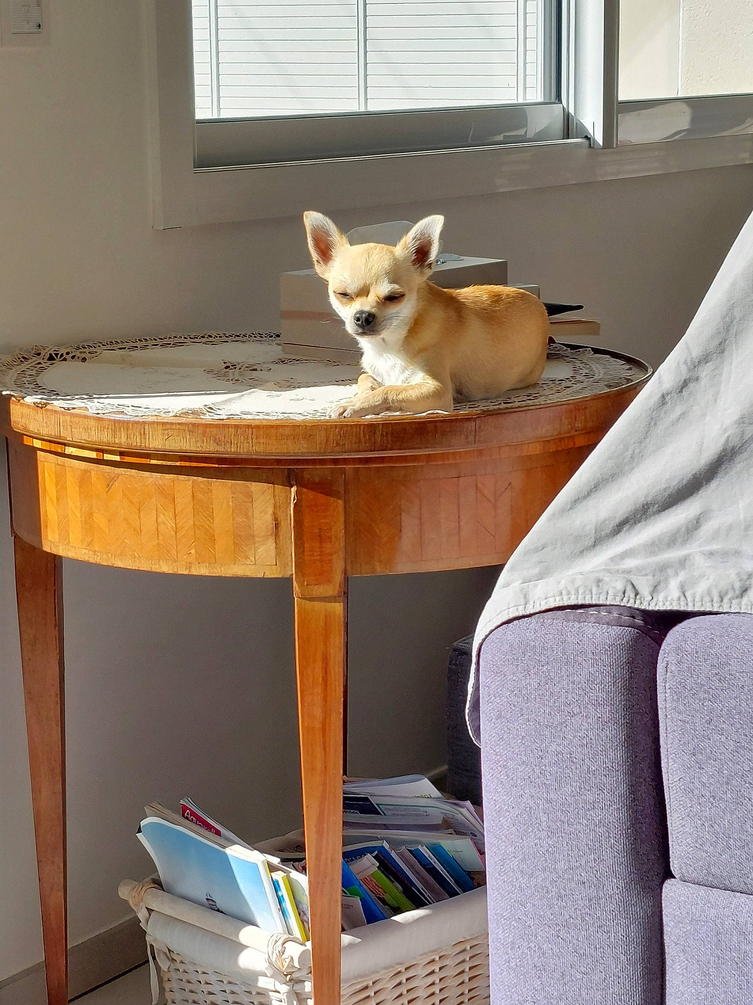 Tchoupy a rejoint le concours — aidez-le/la à gagner de superbes lots ! carnivore, comfort, companion_dog, desk, dog, dog_breed, fawn, felidae, flooring, hardwood, interior_design, linens, publication, room, small_to_medium_sized_cats, table, tail, window, window_blind, wood