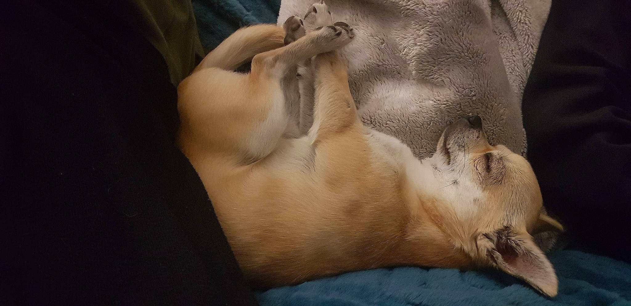 Tchoupy a rejoint le concours — aidez-le/la à gagner de superbes lots ! art, canidae, carnivore, comfort, companion_dog, dog_breed, fawn, felidae, fur, human_leg, paw, seal, small_to_medium_sized_cats, snout, sporting_group, terrestrial_animal, trunk, whiskers, wildlife, wood