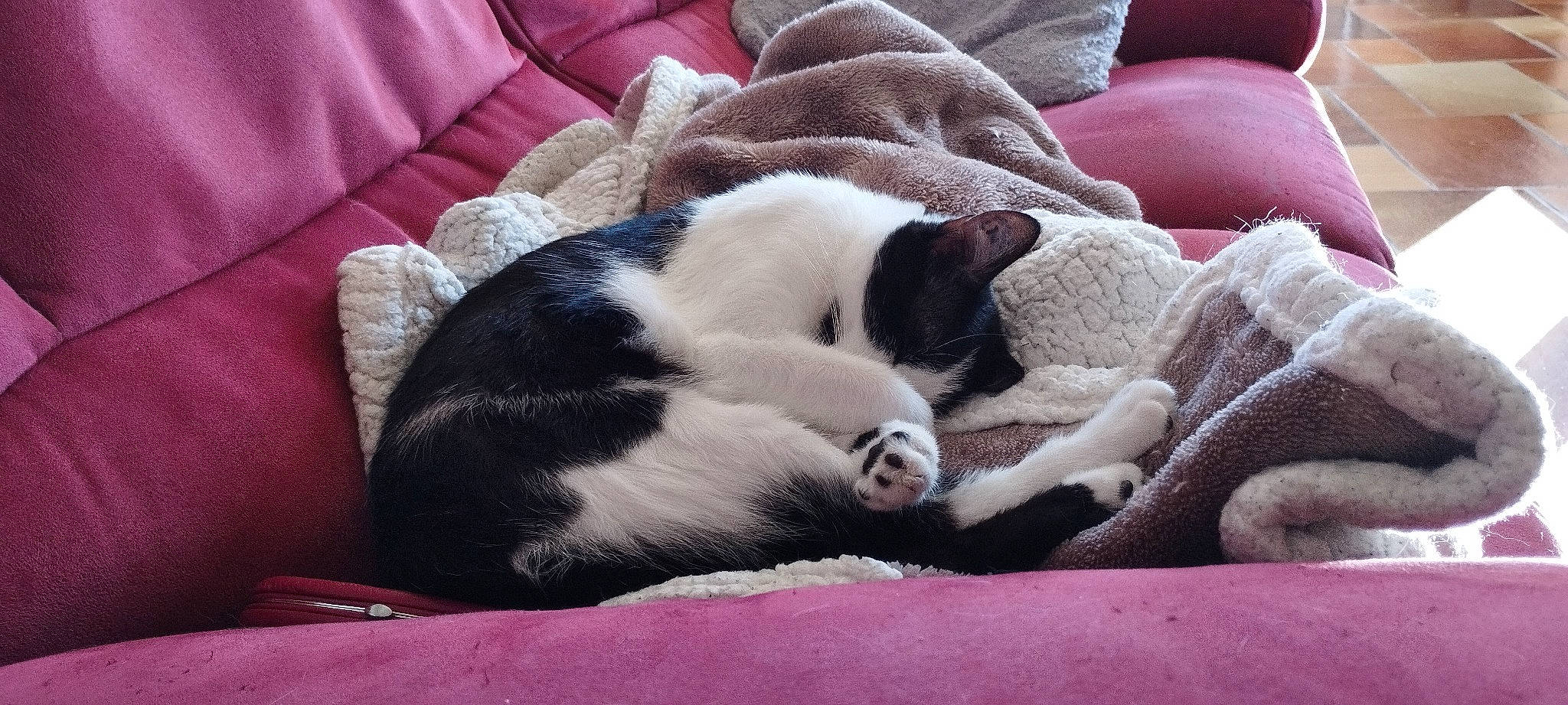 Tychat a rejoint le concours — aidez-le/la à gagner de superbes lots ! canidae, carmine, carnivore, cat, cat_supply, comfort, companion_dog, dog_breed, domestic_short_haired_cat, felidae, fur, linens, nap, paw, small_to_medium_sized_cats, tail, terrestrial_animal, whiskers