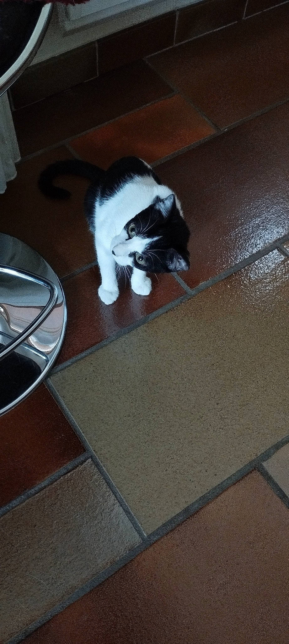 Tychat participe au concours pour gagner de l'argent avec cette photo : automotive_tire, carnivore, cat, comfort, companion_dog, dog_breed, felidae, floor, flooring, fur, grey, hardwood, mammal, road_surface, small_to_medium_sized_cats, table, tail, tile_flooring, whiskers, wood