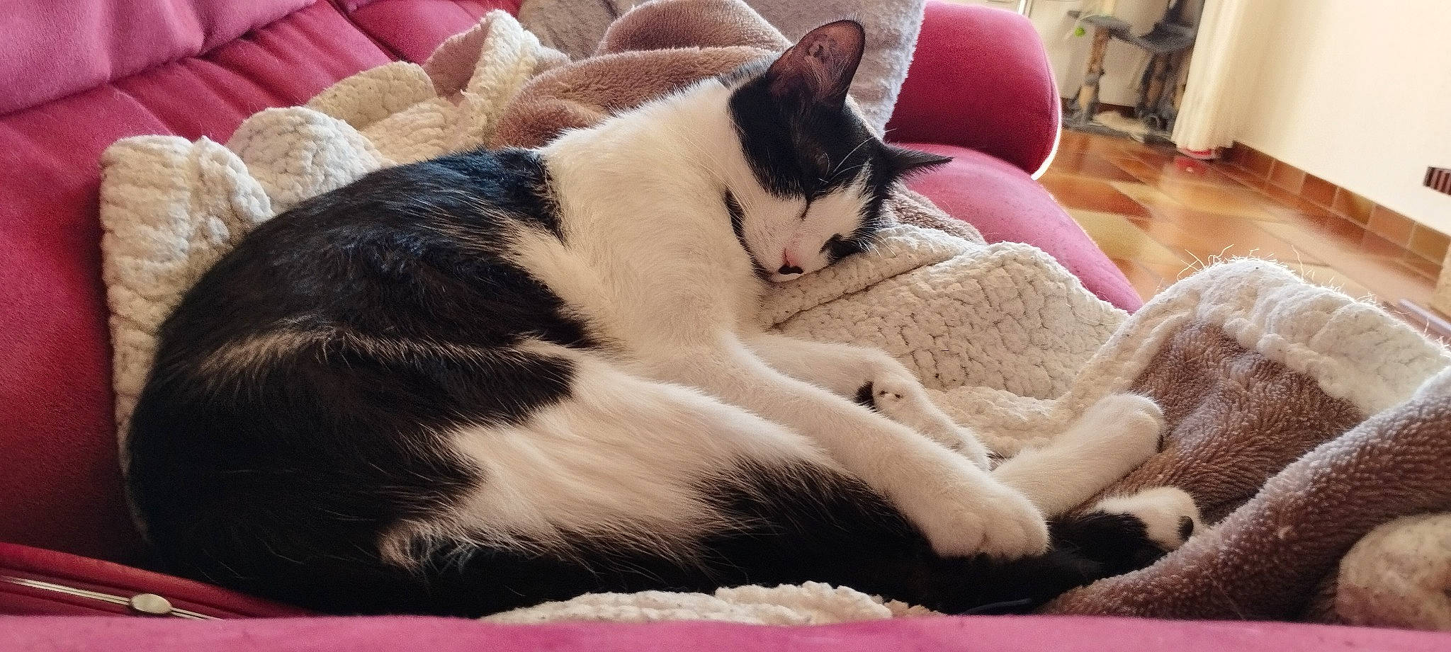 Tychat a rejoint le concours — aidez-le/la à gagner de superbes lots ! bedding, carnivore, cat, chair, cloud, comfort, companion_dog, domestic_short_haired_cat, felidae, fur, lap, linens, nap, paw, sitting, small_to_medium_sized_cats, tail, textile, whiskers, wood