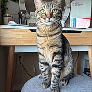 Leo joined the competition — help win amazing prizes! cat, tabby, stool, vanity_table, mirror, indoor, furniture, pet, animal, curious, sitting, striped, whiskers, ears, paws, wood, decoration, brushes, jar, reflection