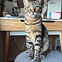 cat, tabby, stool, vanity_table, mirror, indoor, furniture, pet, animal, curious, sitting, striped, whiskers, ears, paws, wood, decoration, brushes, jar, reflection