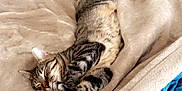 Leo is registered to the contest to win money with this photo: cat, tabby, sleeping, blanket, bed, comforter, cozy, indoor, feline, resting, fur, striped, paw, cute, relaxation, soft, home, nap, animal, pet