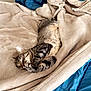 cat, tabby, sleeping, blanket, bed, comforter, cozy, indoor, feline, resting, fur, striped, paw, cute, relaxation, soft, home, nap, animal, pet