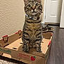 Leo joined the competition — help win amazing prizes! cat, tabby, cardboard_box, bow_tie, indoor, floor, carpet, shoes, door, wall, furniture, pet, animal, cute, blurred, brown, gray, striped, sitting, box