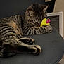 Leo joined the competition — help win amazing prizes! cat, tabby, striped, indoor, plush_toy, yellow_toy, chair, resting, sleeping, cozy, feline, pet, cute, fur, paw, relaxed, snuggling, home, domestic, animal