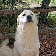 Freyja joined the competition — help win amazing prizes! dog, white_dog, fence, wire_fence, wooden_fence, gravel, outdoor, pet, canine, fur, tail, grass, tree, nature, animal, sitting, daylight, quiet, calm, garden