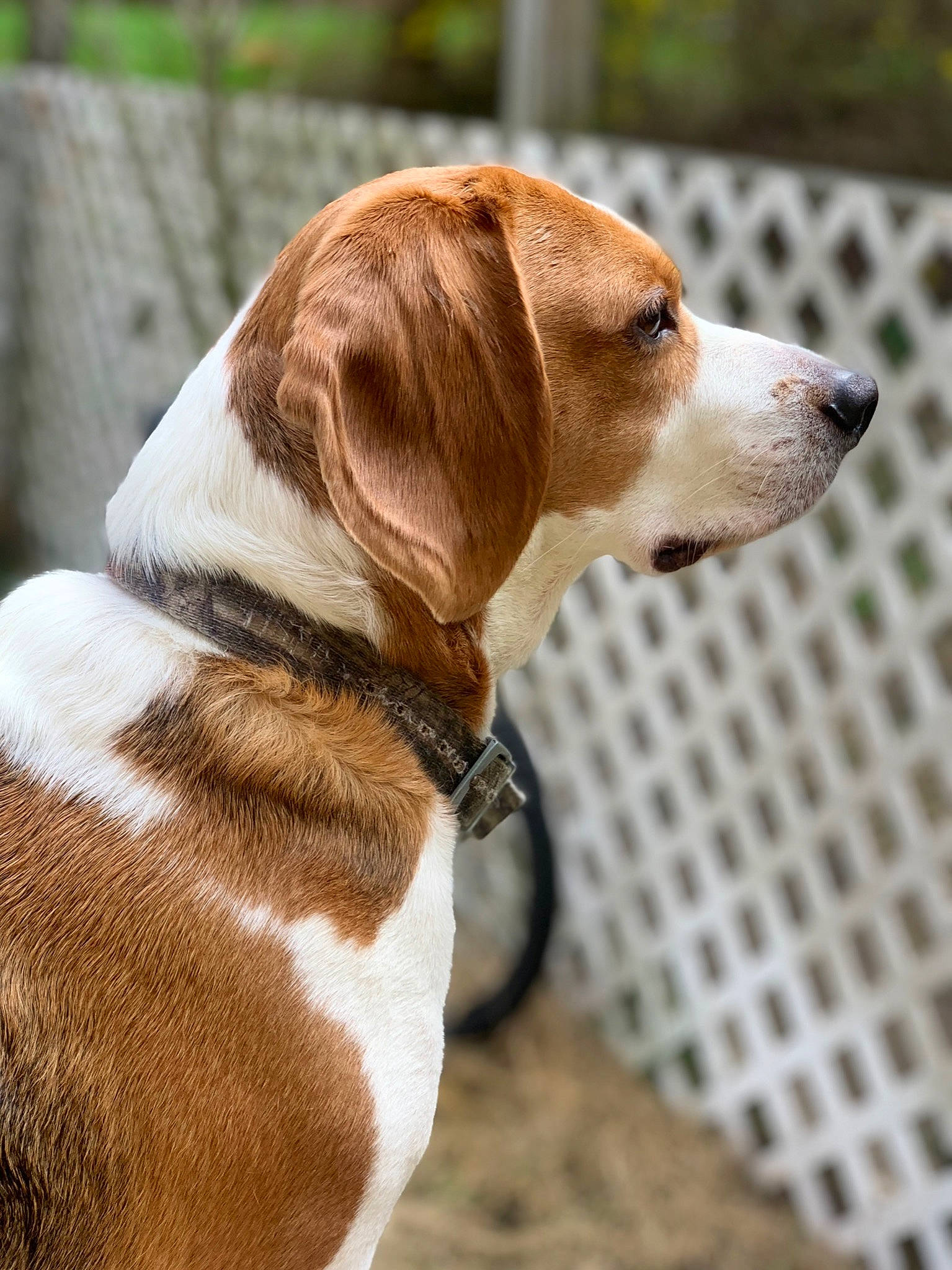Boonie joined the competition — help win amazing prizes! canidae, carnivore, collar, companion_dog, dog, dog_breed, dog_collar, dog_supply, fawn, fence, gun_dog, hound, leash, liver, pet_supply, scent_hound, snout, sporting_group, tail, working_animal