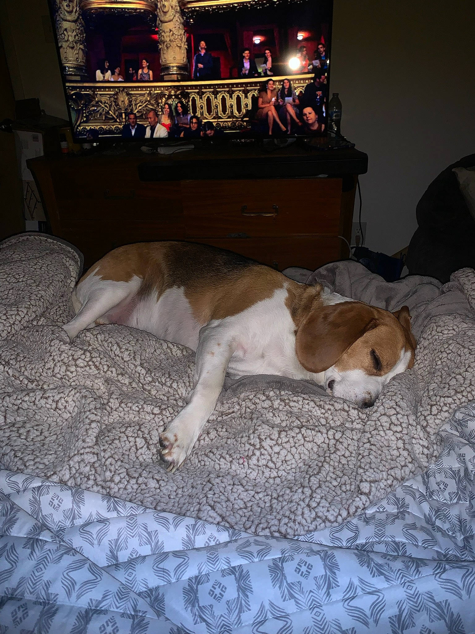 Boonie joined the competition — help win amazing prizes! carnivore, comfort, companion_dog, couch, dog, dog_breed, event, fawn, felidae, flooring, hardwood, lighting, linens, living_room, picture_frame, room, small_to_medium_sized_cats, sporting_group, tail, wood