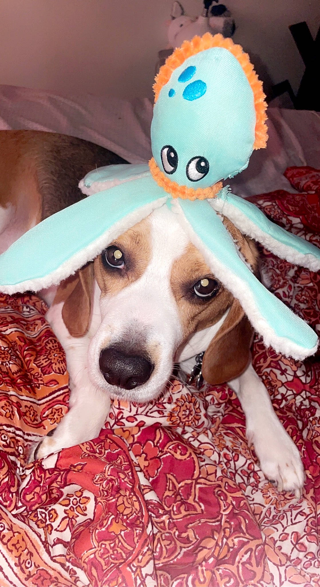 Boonie is registered to the contest to win money with this photo: ball, canidae, carnivore, companion_dog, dog, dog_breed, dog_supply, dog_toy, fawn, fur, happy, paw, personal_protective_equipment, plush, snout, sporting_group, sports_equipment, stuffed_toy, toy, working_animal