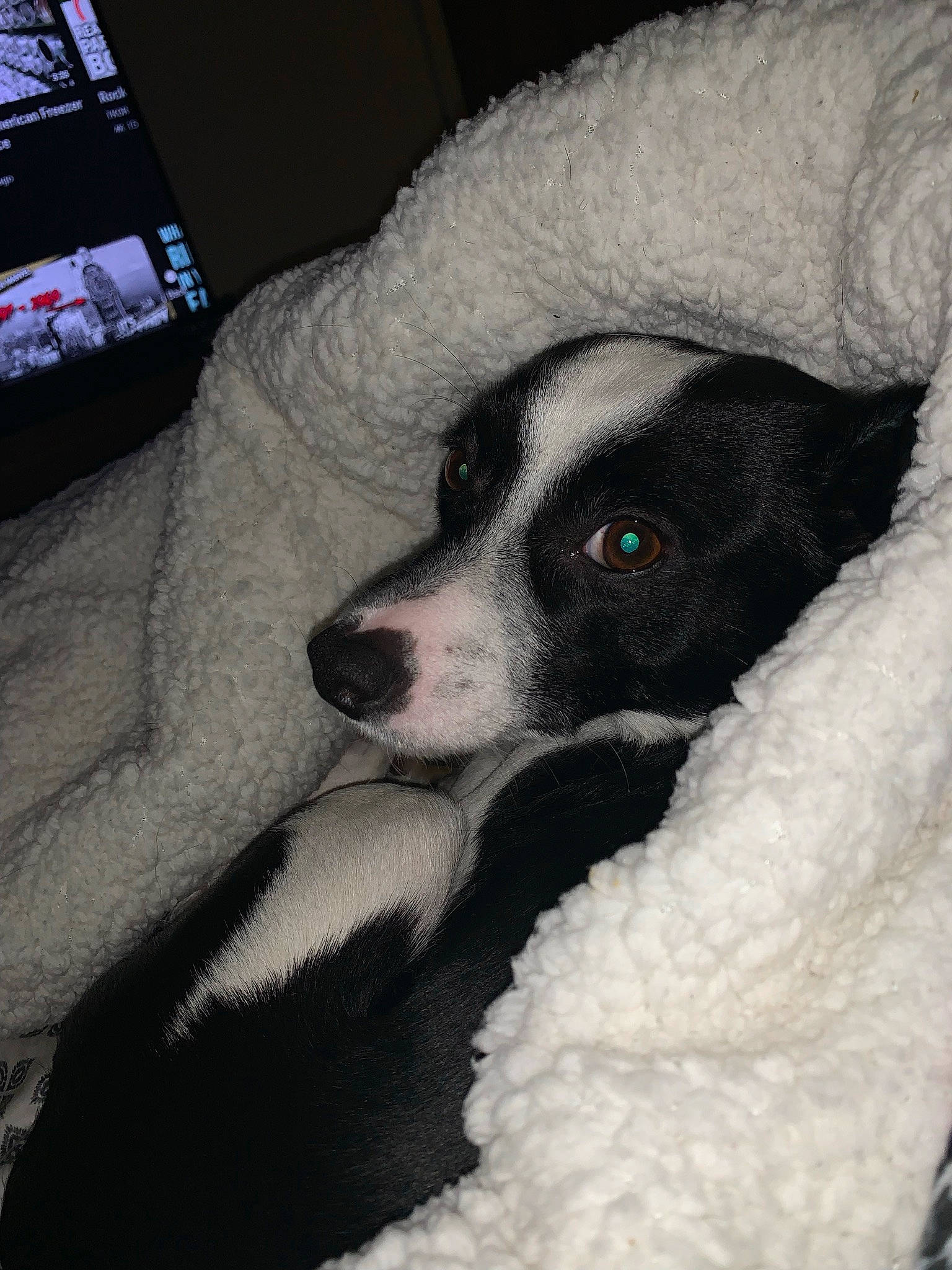 Shadow joined the competition — help win amazing prizes! canidae, carnivore, comfort, companion_dog, couch, display_device, dog, dog_breed, fur, led_backlit_lcd_display, non_sporting_group, paw, picture_frame, puppy, puppy_love, snout, sporting_group, television, whiskers, working_animal