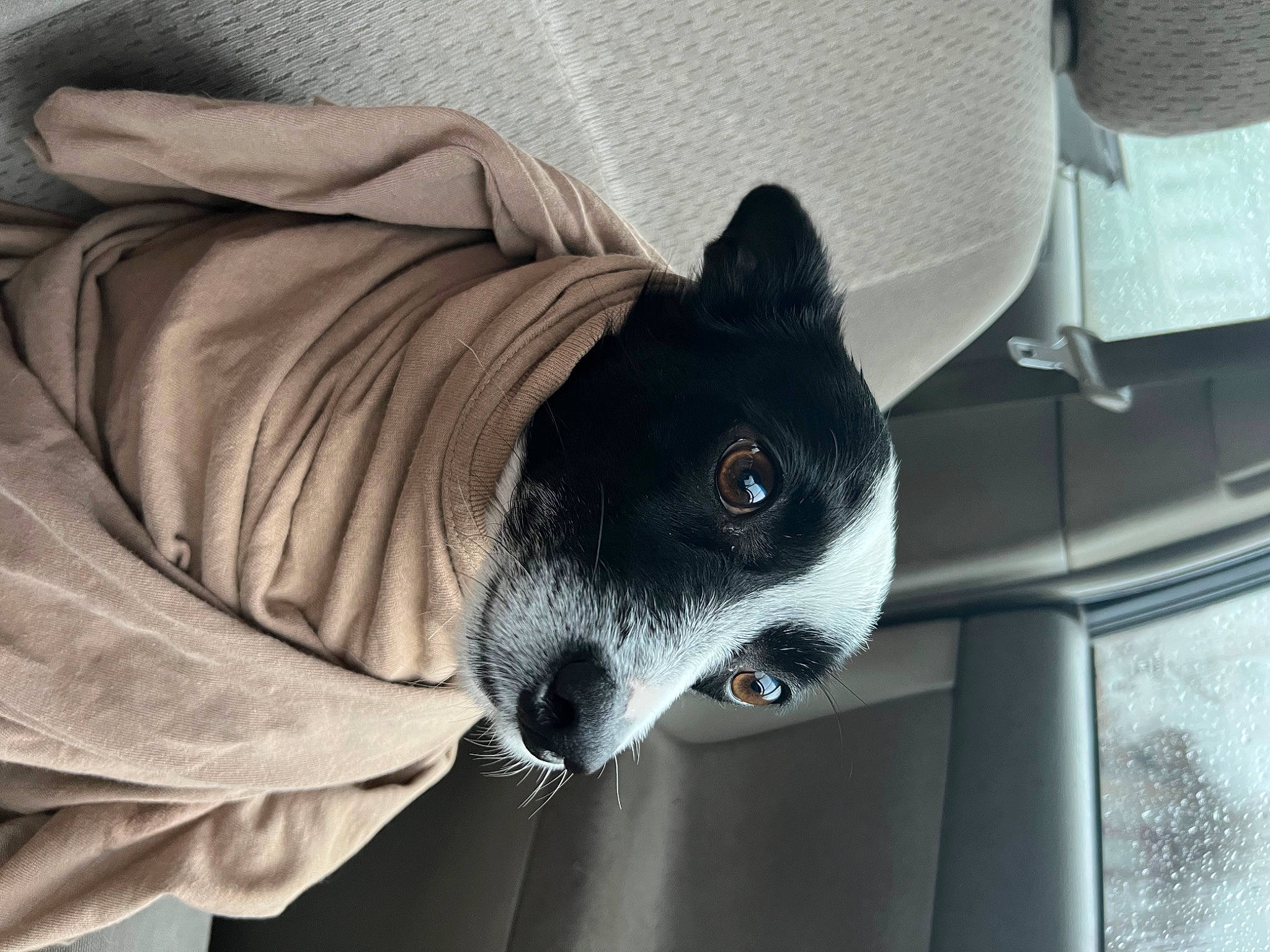 Shadow joined the competition — help win amazing prizes! canidae, carnivore, collar, comfort, companion_dog, dog, dog_breed, dog_supply, ear, fur, grey, non_sporting_group, pet_supply, snout, sporting_group, whiskers, working_animal, working_dog