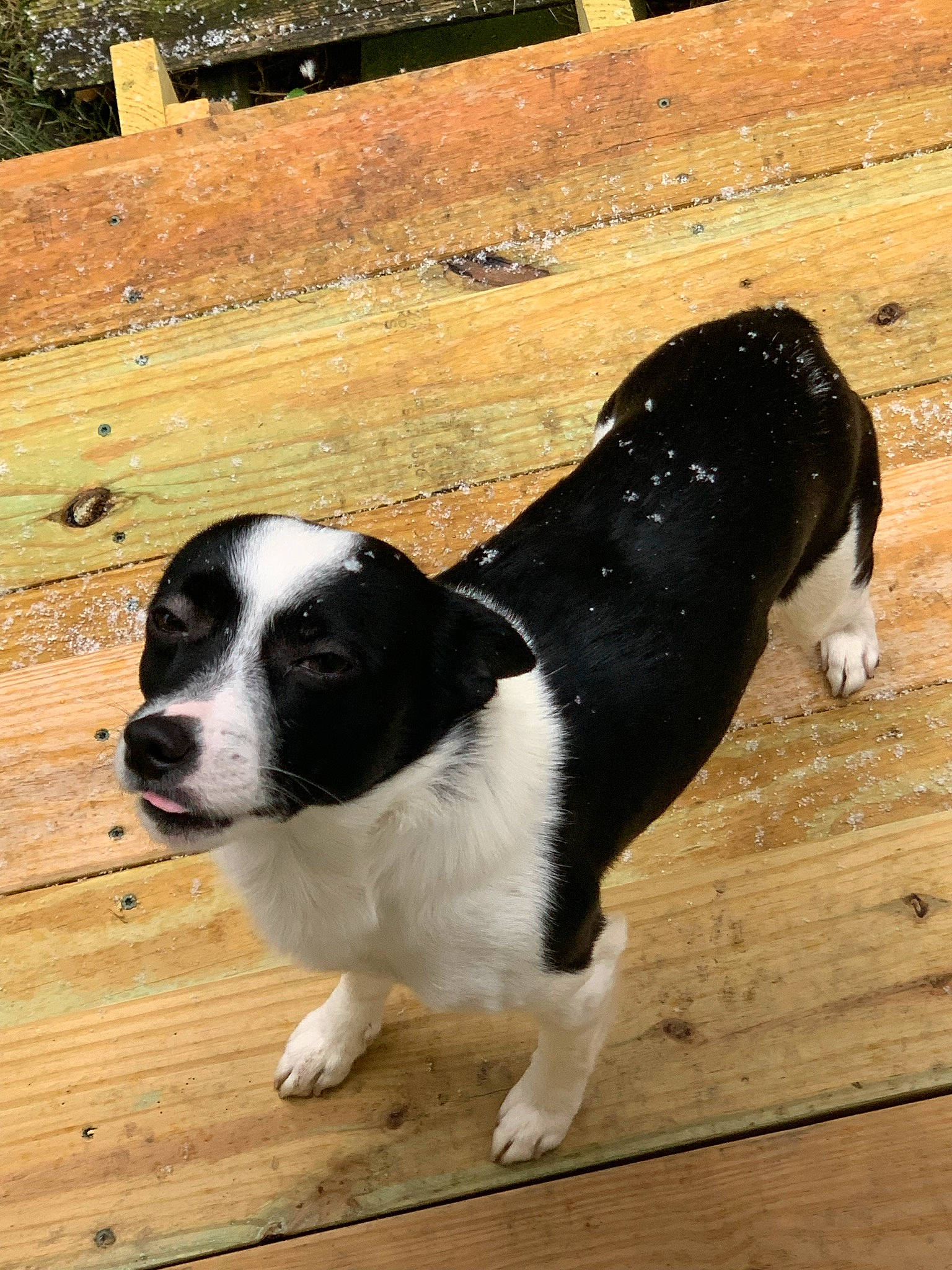 Shadow is registered to the contest to win money with this photo: borador, building, canidae, carnivore, companion_dog, dog, dog_breed, flooring, fur, hardwood, non_sporting_group, paw, sporting_group, street_dog, tail, terrestrial_animal, whiskers, wood, working_animal, working_dog