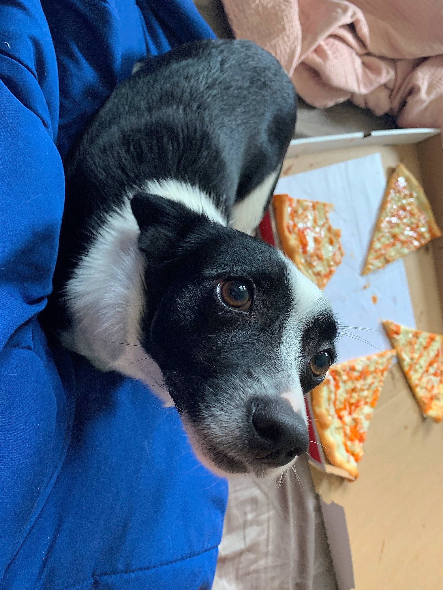 Shadow joined the competition — help win amazing prizes! canidae, carnivore, collar, comfort, companion_dog, dog, dog_breed, fur, nap, non_sporting_group, paw, puppy, sporting_group, terrestrial_animal, whiskers, working_animal, working_dog