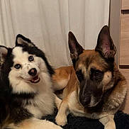 Fénix participe au concours pour gagner de l'argent avec cette photo : dog, pets, indoor, fluffy_dog, german_shepherd, wooden_floor, curtain, mat, two_animals, companion, animal_portrait, resting, cute, furry, canine, household, domestic, friendship, animal_pair, relaxed