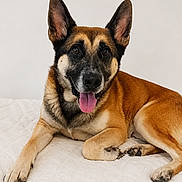 Fénix participe au concours pour gagner de l'argent avec cette photo : animal, black_fur, blanket, brown_fur, canine, cute, dog, domestic_animal, ears, friendly, happy, indoors, lying_down, mammal, paw, pet, portrait, resting, tongue, white_background