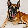 animal, black_fur, blanket, brown_fur, canine, cute, dog, domestic_animal, ears, friendly, happy, indoors, lying_down, mammal, paw, pet, portrait, resting, tongue, white_background
