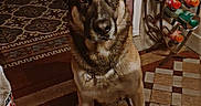 Fénix participe au concours pour gagner de l'argent avec cette photo : animal, black, bottles, brown, collar, dog, doorway, ears_up, floor, fur, german_shepherd, indoor, looking, patterned_rug, pet, rug, standing, tile_floor, wall, wine_rack