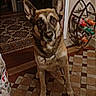 Fénix participe au concours pour gagner de l'argent avec cette photo : dog, german_shepherd, indoor, floor, tile_floor, wine_rack, bottles, rug, patterned_rug, doorway, wall, pet, animal, looking, standing, ears_up, brown, black, fur, collar