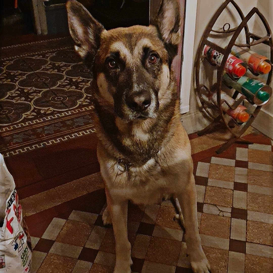 Fénix participe au concours pour gagner de l'argent avec cette photo : dog, german_shepherd, indoor, floor, tile_floor, wine_rack, bottles, rug, patterned_rug, doorway, wall, pet, animal, looking, standing, ears_up, brown, black, fur, collar
