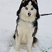 Snow participe au concours pour gagner de l'argent avec cette photo : dog, husky, blue_eyes, snow, winter, fur, animal, pet, outdoor, sitting, leash, cold, nature, mammal, portrait, cute, fluffy, alert, white, black