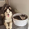 animal, black_and_white_cats, cats, couch, cozy, cuddling, curtains, dog, floor, gray_couch, happy_dog, home, husky, indoor, pet_basket, relaxed, resting, tongue_out, window, wooden_floor