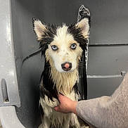 Snow a rejoint le concours — aidez-le/la à gagner de superbes lots ! animal, attention, bath, black_and_white, blue_eyes, chain, cute, dog, ears, expression, fur, gray, human_hand, indoor, looking_at_camera, pet, sitting, tub, water, wet