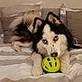 Snow a rejoint le concours — aidez-le/la à gagner de superbes lots ! dog, husky, toy, bed, blue_eyes, fluffy, pet, indoor, animal, paw, fur, cute, playful, lying_down, looking_at_camera, household, comfort, resting, domestic, canine