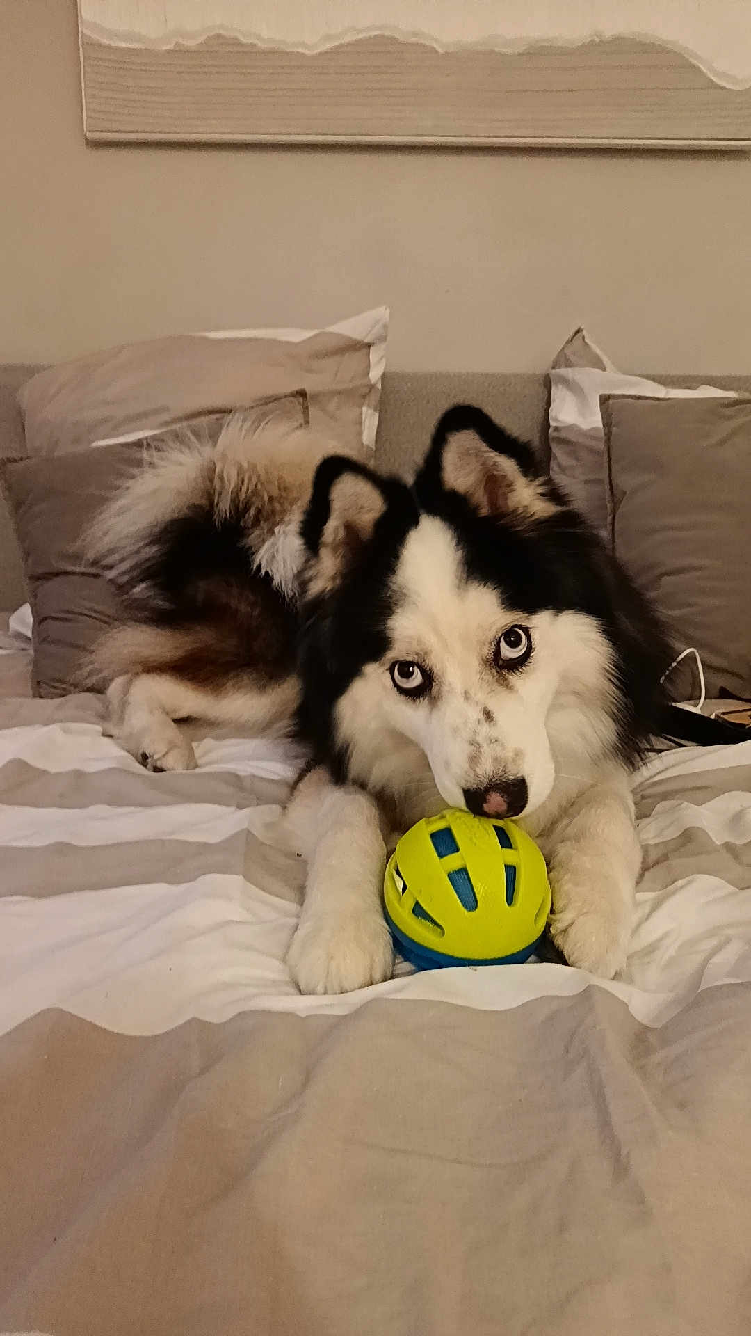 Snow a rejoint le concours — aidez-le/la à gagner de superbes lots ! dog, husky, toy, bed, blue_eyes, fluffy, pet, indoor, animal, paw, fur, cute, playful, lying_down, looking_at_camera, household, comfort, resting, domestic, canine