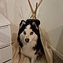 Snow participe au concours pour gagner de l'argent avec cette photo : dog, husky, pet, indoor, teepee, tent, floor, furniture, white, black, fur, blue_eyes, canine, animal, cozy, mat, resting, home, modern, curious
