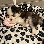 Snow participe au concours pour gagner de l'argent avec cette photo : animal, black_and_white, blanket, comfort, cozy, cute, dog, donut, fluffy, fur, indoor, leopard_print, pet, pink, playful, puppy, resting, sleepy, small, toy